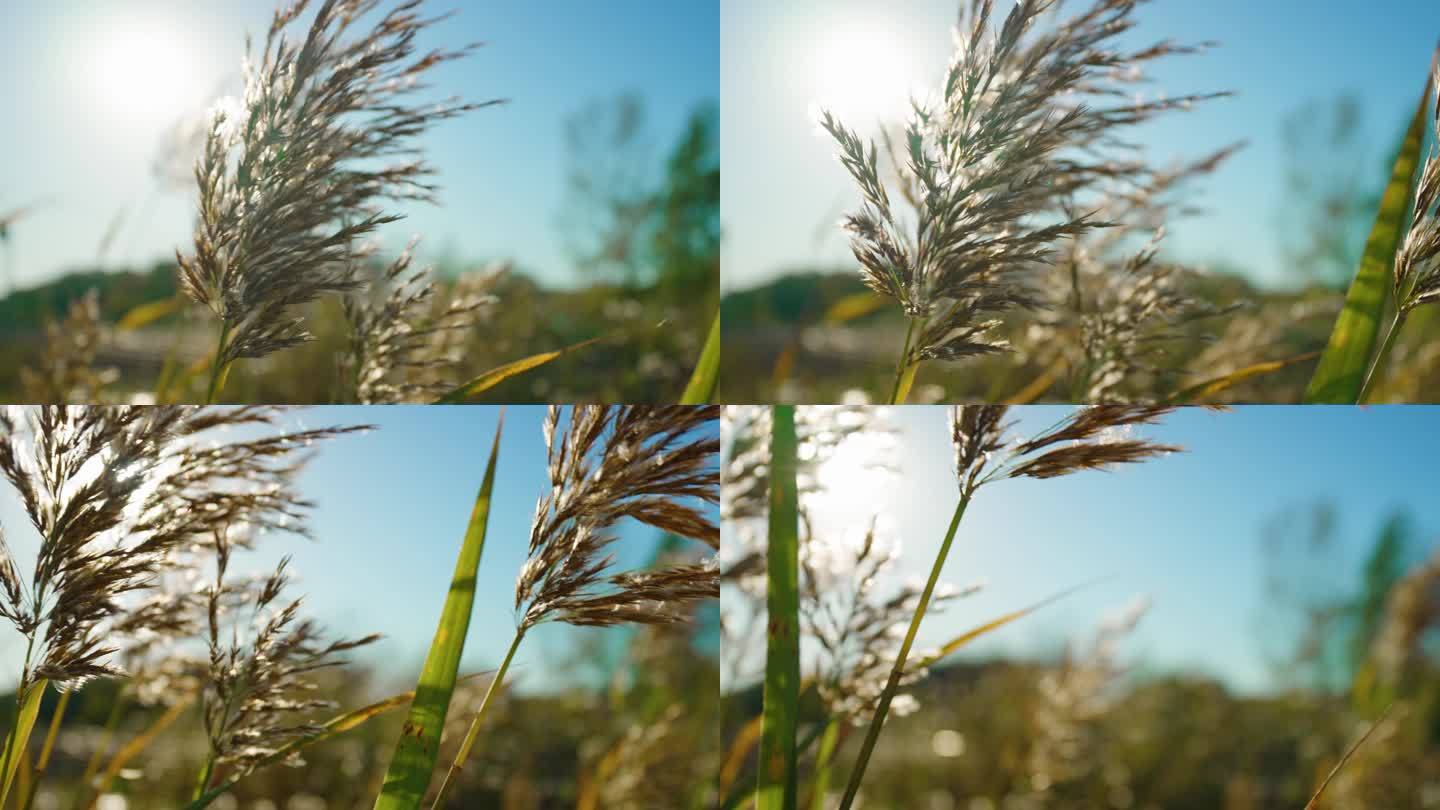 4k随风飘动的芦苇