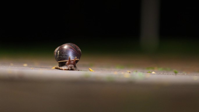 夜晚爬行的蜗牛