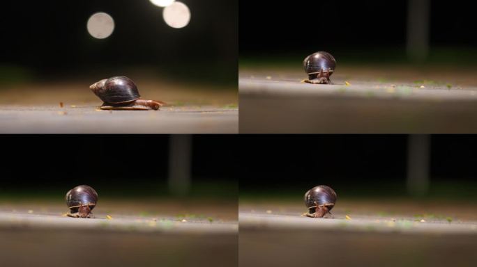 夜晚爬行的蜗牛
