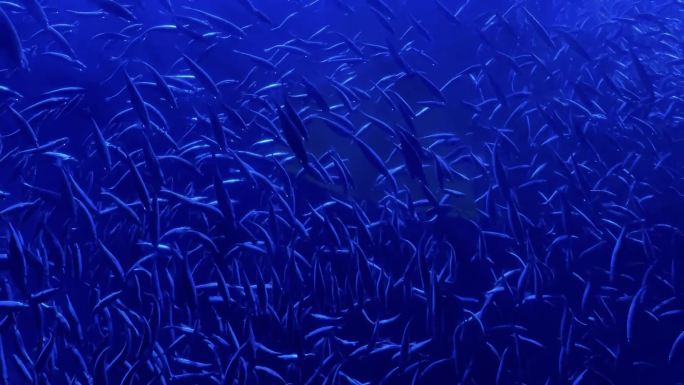 小水鱼沙丁鱼在深蓝色水中游泳鱼学校慢动作视频系列