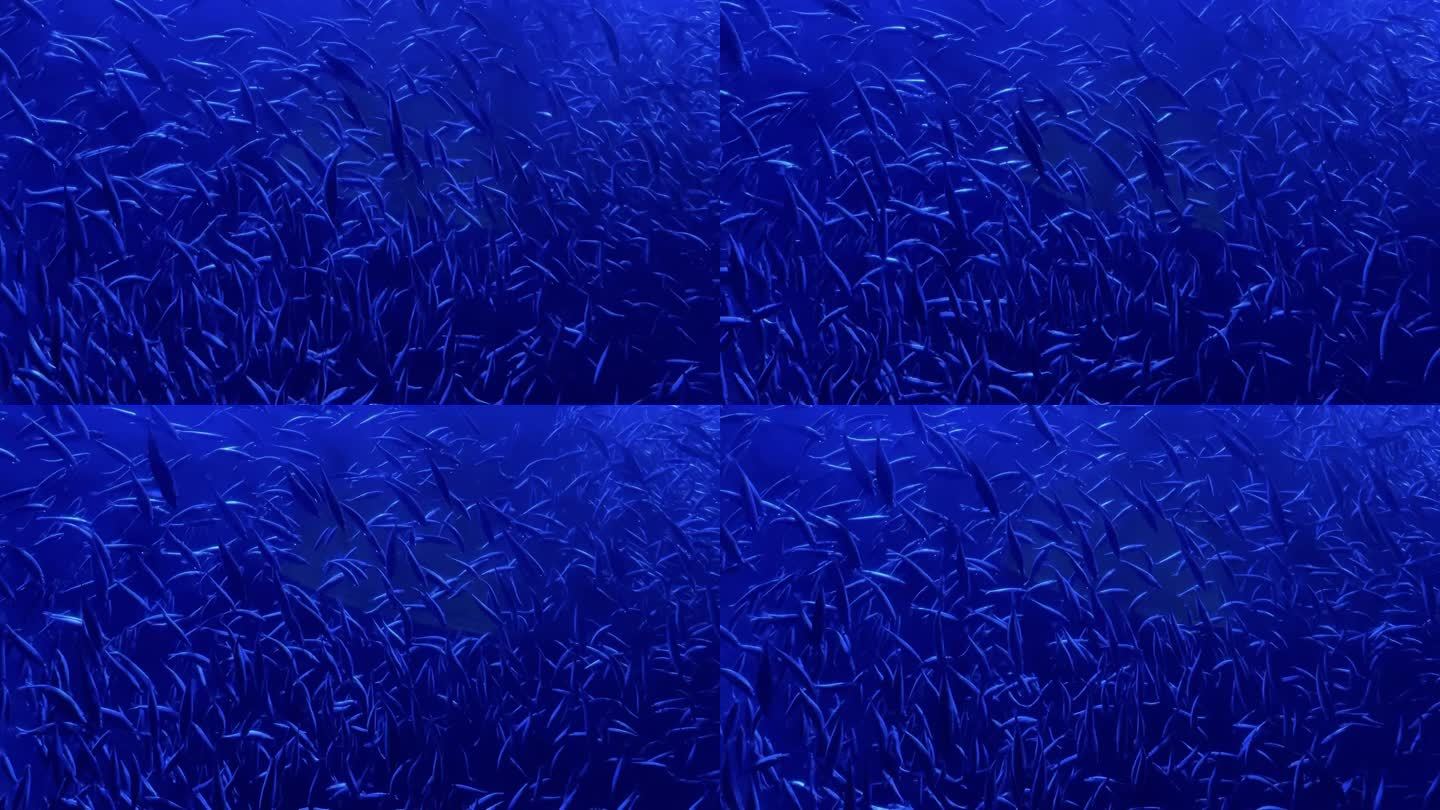 小水鱼沙丁鱼在深蓝色水中游泳鱼学校慢动作视频系列