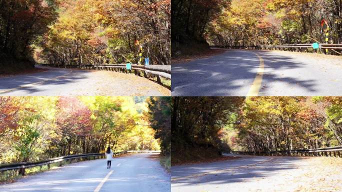 四川川西九寨沟金秋景区公路彩林秋色