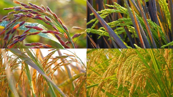 四种水稻  红糙米水稻大米