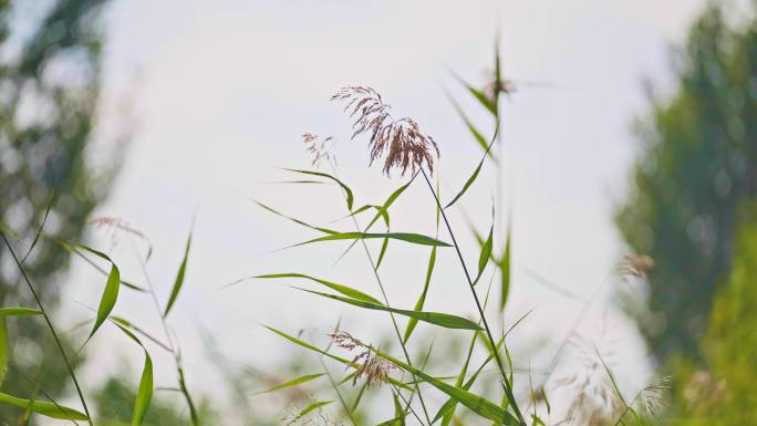 路边野草