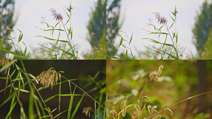 路边野草