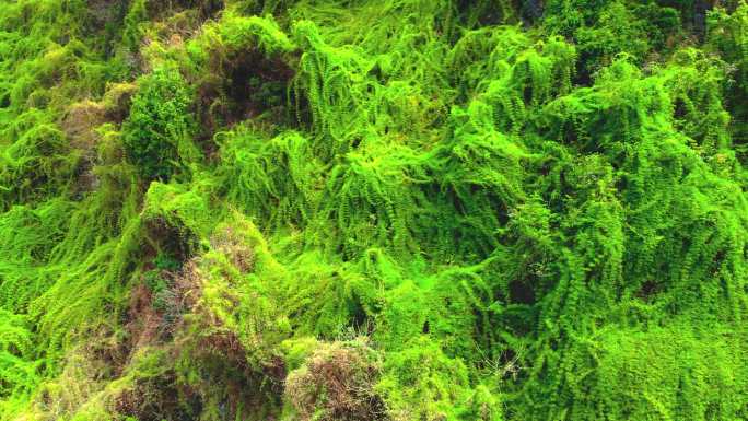 航拍大自然奇观绿绒植被大山绿袍悬崖丛林