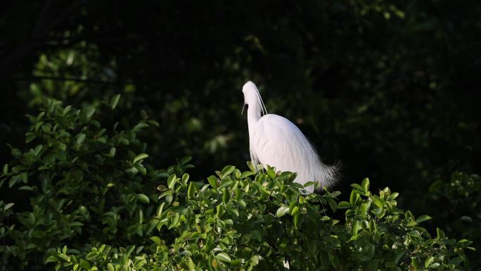 深圳湾的白鹭