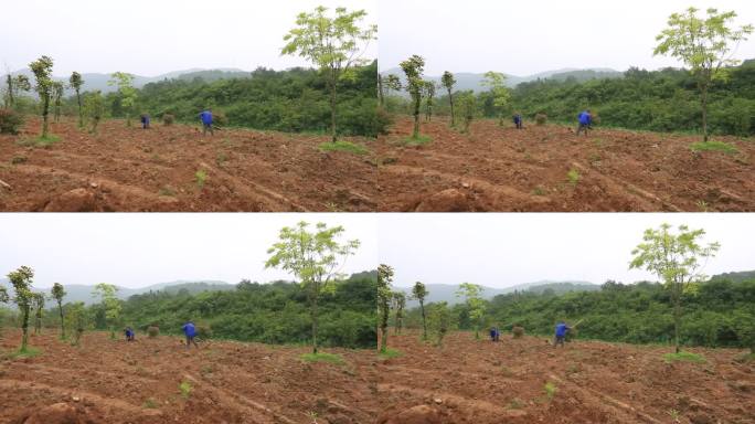 实拍道路公路园林绿化施工工人种草种花护理