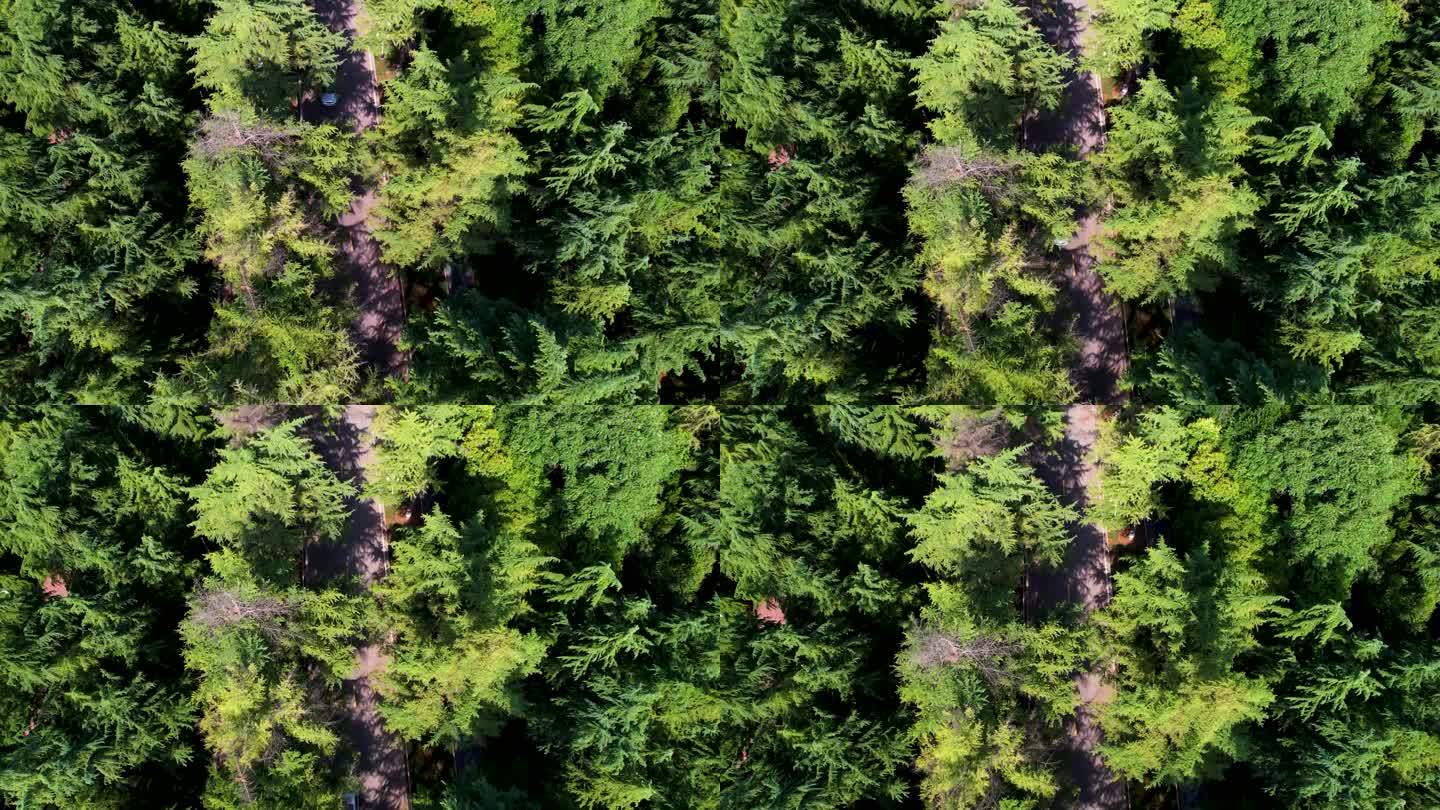 森林大自然清新树林4k航拍A