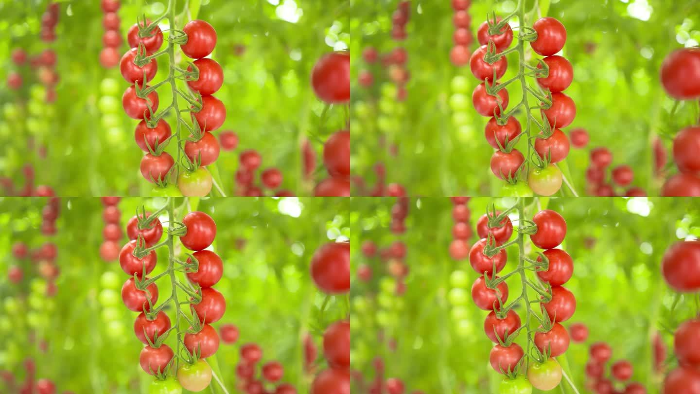 设施农业温室大棚小西红柿圣女果镜头