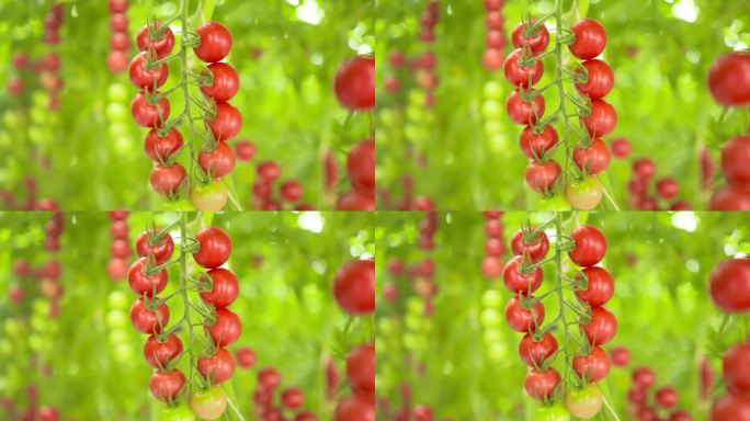 设施农业温室大棚小西红柿圣女果镜头