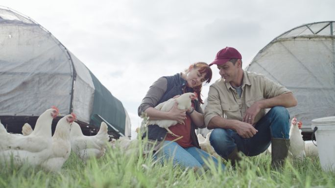 农场工人牵着小鸡在农村有谷仓的开阔草地上吃草。为自由放养有机家禽业在农业综合企业中饲养和繁殖牲畜的男