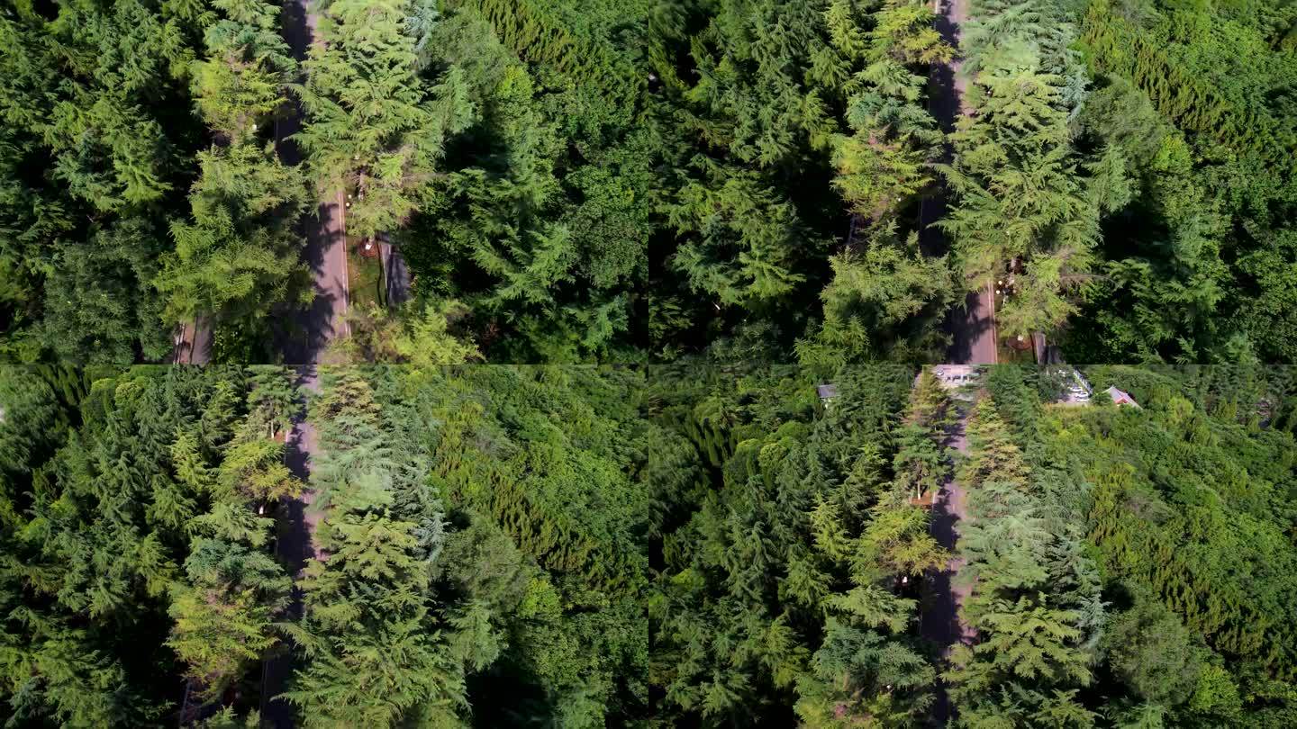 森林大自然清新树林4k航拍A