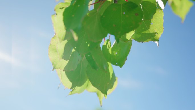 4k绿色植物树叶树木自然风光绿叶