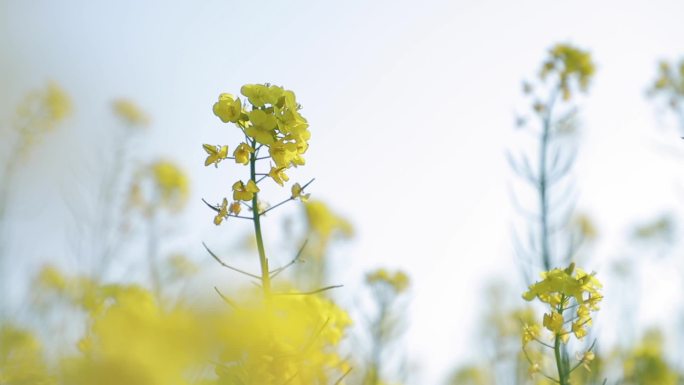 油菜花