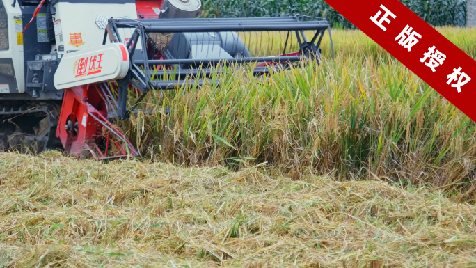 4k实拍农业机械化收割稻谷