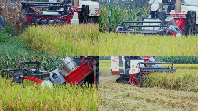 4k实拍农业机械化收割稻谷