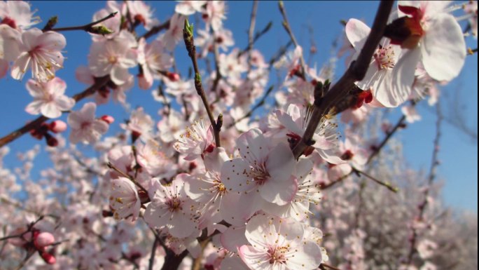 花蕾 樱花 桃花 春花春天 生机盎然4k