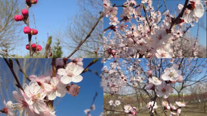 花蕾 樱花 桃花 春花春天 生机盎然4k