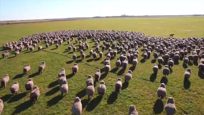乌拉圭牧场 羊群奔跑 近景跟 航拍
