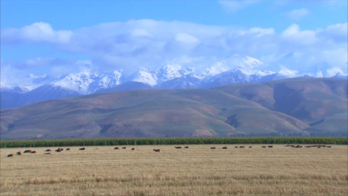 新疆伊犁牧场 白云大山 牛群放牧 近景
