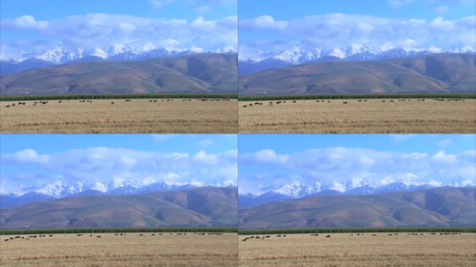 新疆伊犁牧场 白云大山 牛群放牧 近景