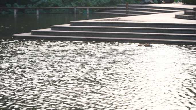 江南水乡水面公园湖面临水台阶波光粼粼实拍