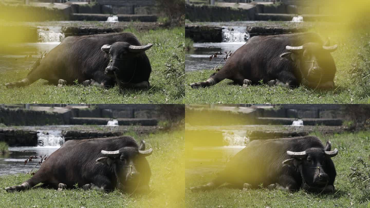 江南浙江河道水牛溪水农村乡村实拍原素材