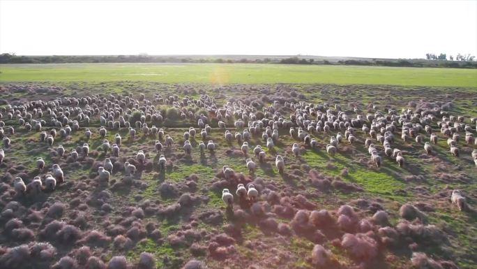 乌拉圭牧场 羊群奔跑过石滩  航拍