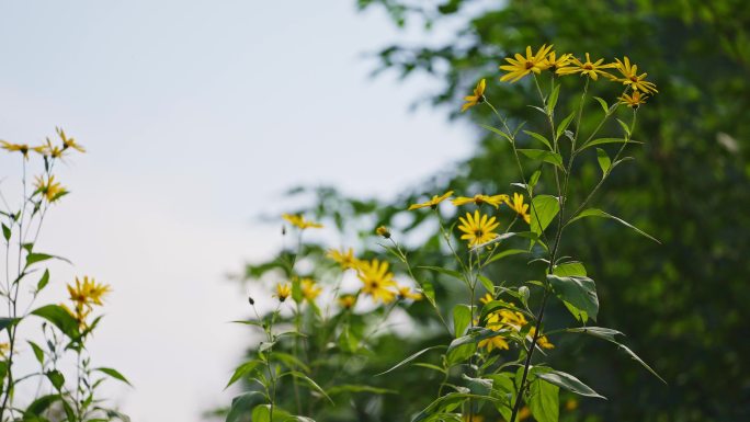 草丛野花野菊花