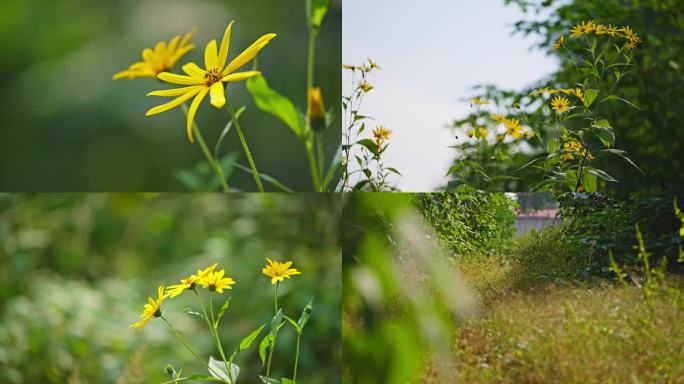 草丛野花野菊花