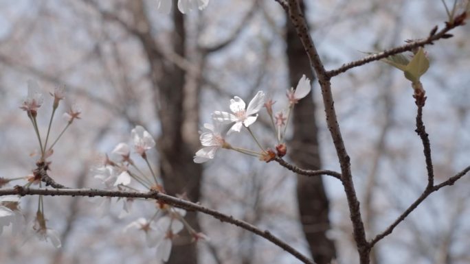 樱花升格