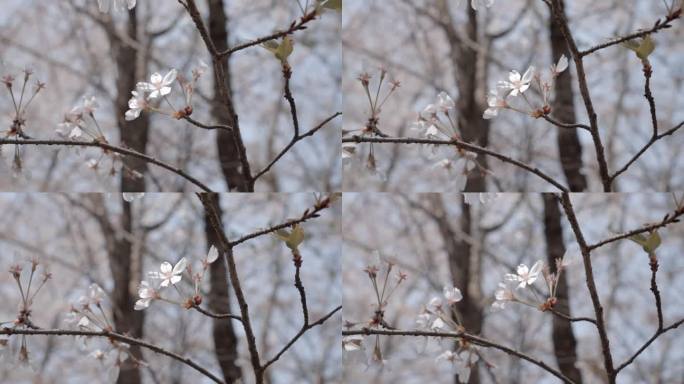 樱花升格