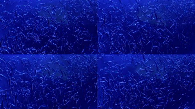 大型沙丁鱼群在深蓝色水域游泳鱼类学校慢动作视频系列