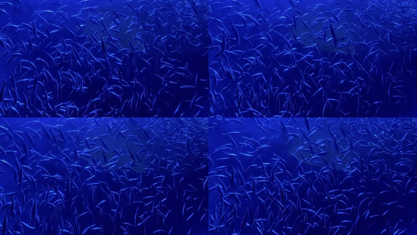 大型沙丁鱼群在深蓝色水域游泳鱼类学校慢动作视频系列