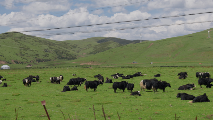 草原自驾、牛群、沿途风景