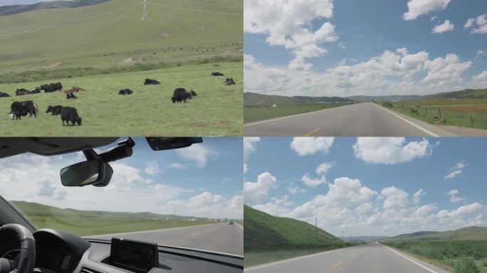 草原自驾、牛群、沿途风景