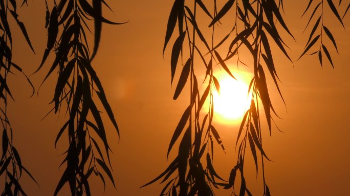 河边日出柳树太阳剪影水天一色水边日出东方