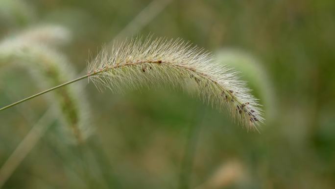 狗尾草 茅草 野草