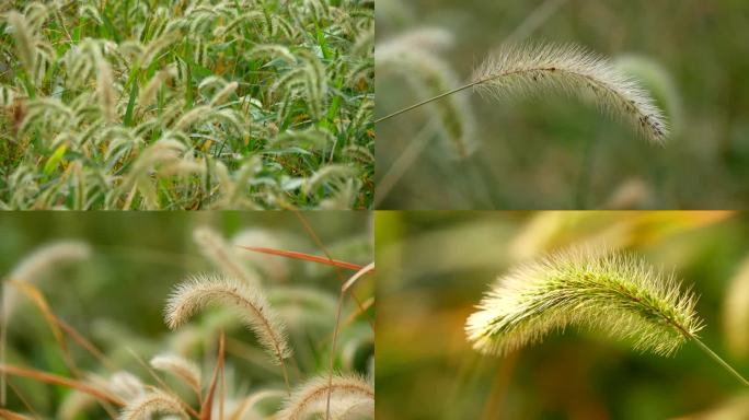 狗尾草 茅草 野草