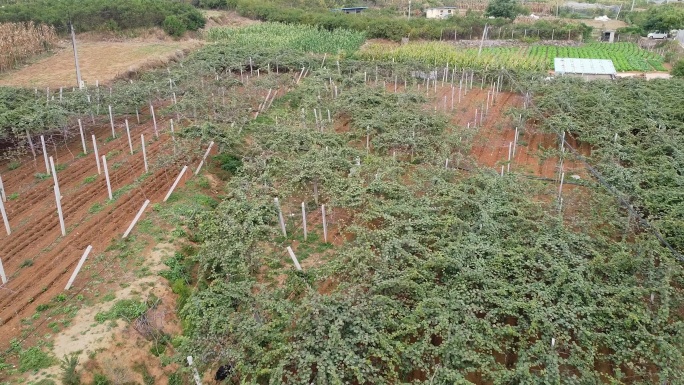 猕猴桃庄园航拍 猕猴桃种植基地