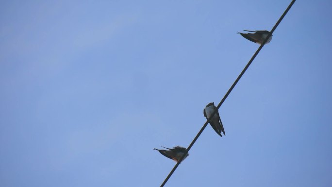 春燕 燕子 电线上的燕子