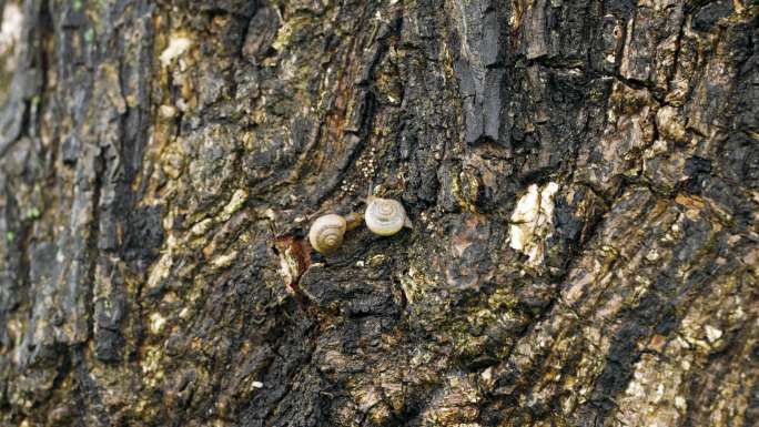 树上爬行的小蜗牛