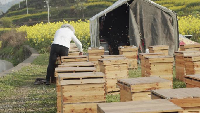 蜜蜂蜂箱取蜜