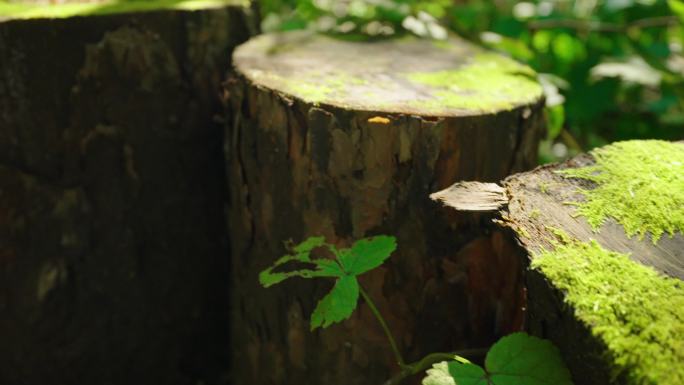 4k青苔苔藓木头