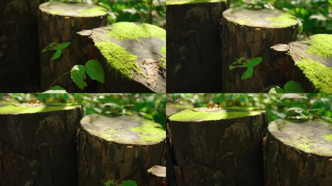 4k青苔苔藓木头