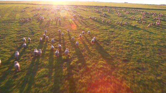 乌拉圭牧场 羊群奔跑 阳光跟拍 航拍