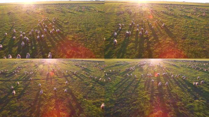 乌拉圭牧场 羊群奔跑 阳光跟拍 航拍