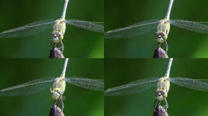 栖息在湿地树枝上的蜻蜓。