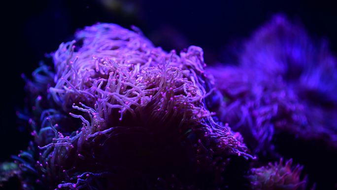 深海珊瑚海底世界动物生态系统彩色热带鱼珊瑚礁生活